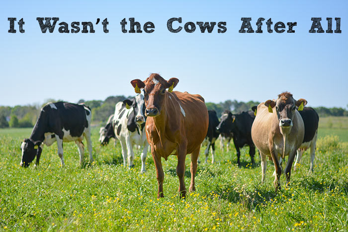 It Wasn’t the Cows After All. Blog post